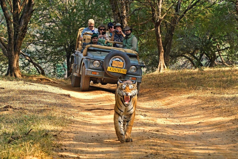 SUJÁN SHER BAGH, Ranthambhore ORIGINALYAA_7755 A