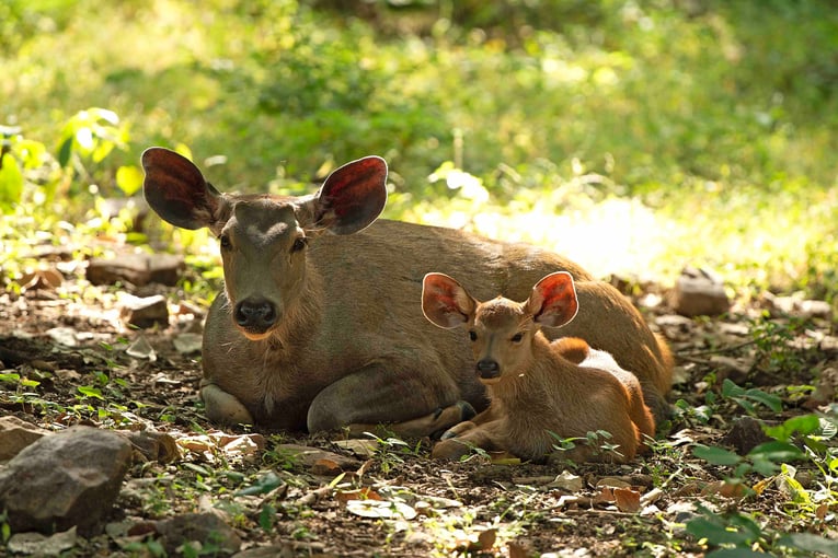 SUJÁN SHER BAGH, Ranthambhore ORIGINALYAA_9727 A