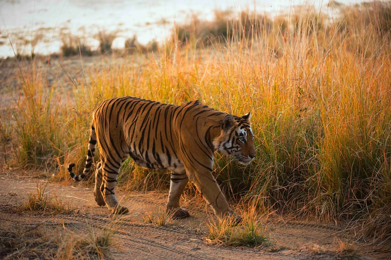 SUJÁN Sher Bagh, Indie–Ranthambhore DSC_6759