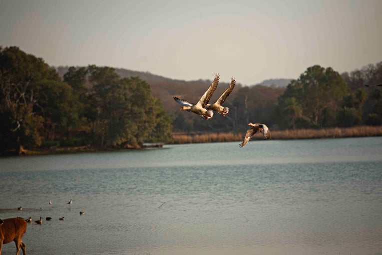 SUJÁN Sher Bagh, Indie–Ranthambhore _MG_8614