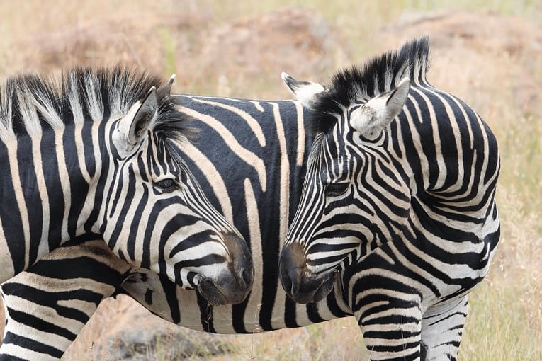 Saxon Hotel, Villas & Spa, Jihoafrická republika – Johannesburg | Exclusive Tours itineraries-packages