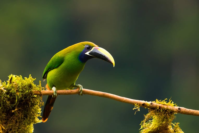 Senda Monteverde 4-Discover-Monteverde’s-Birdlife