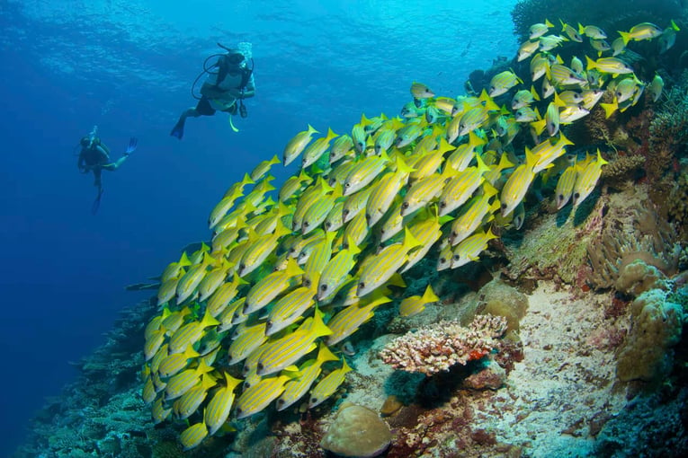 Six Senses Kanuhura, Lhaviyani Atoll – Maledivy laamu-maldives-diving