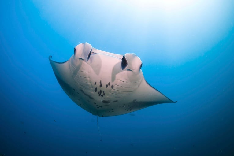 Six Senses Kanuhura, Lhaviyani Atoll – Maledivy manta-ray-maldives