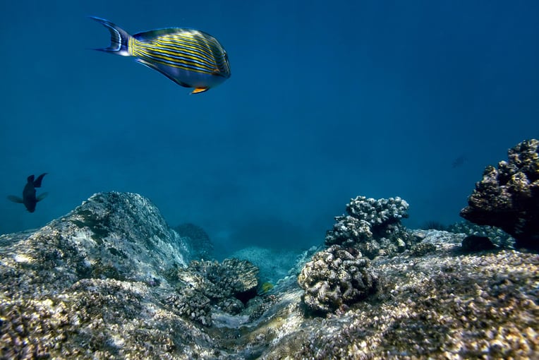 Six Senses Zil Pasyon felicite-seychelles-striped-surgeonfish