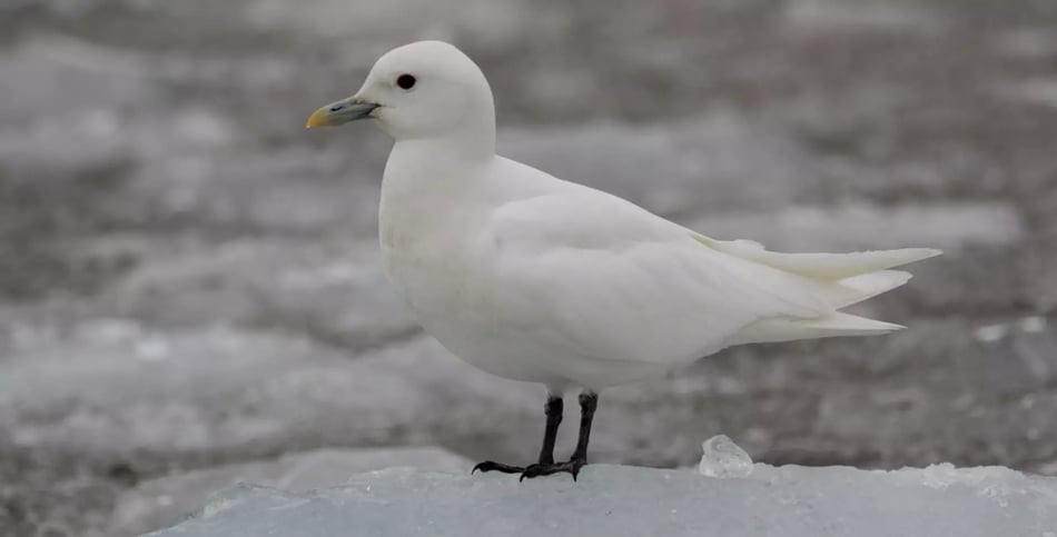 Spitsbergen Highlights hornsund-ivory-gull-ra.jpg-1