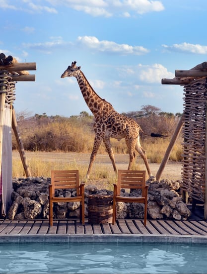 Nejlepší lodge tanzanských safari