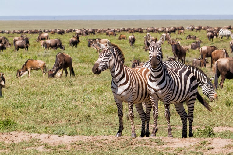 Tanzanie shutterstock_1508754743