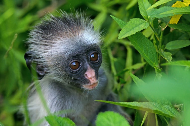 Tanzanie shutterstock_305718191