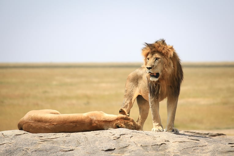 Tanzanie shutterstock_599399642