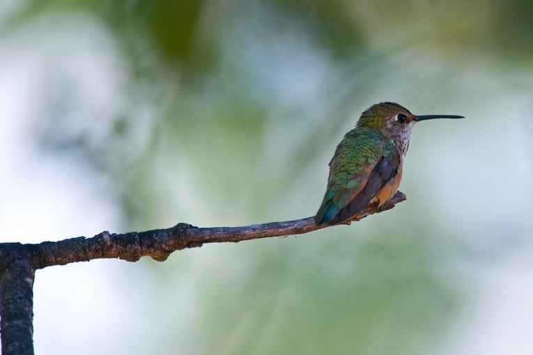 The Chilko Experience, Kanada – Britská Kolumbie hummingbird