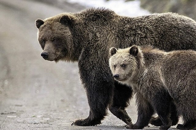 The Chilko Experience, Kanada – Britská Kolumbie sm+bears+grizzly
