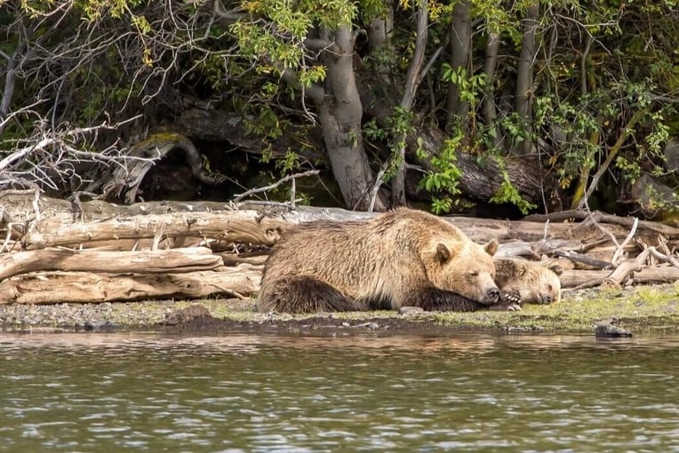 The Chilko Experience, Kanada – Britská Kolumbie smBear+Sleep