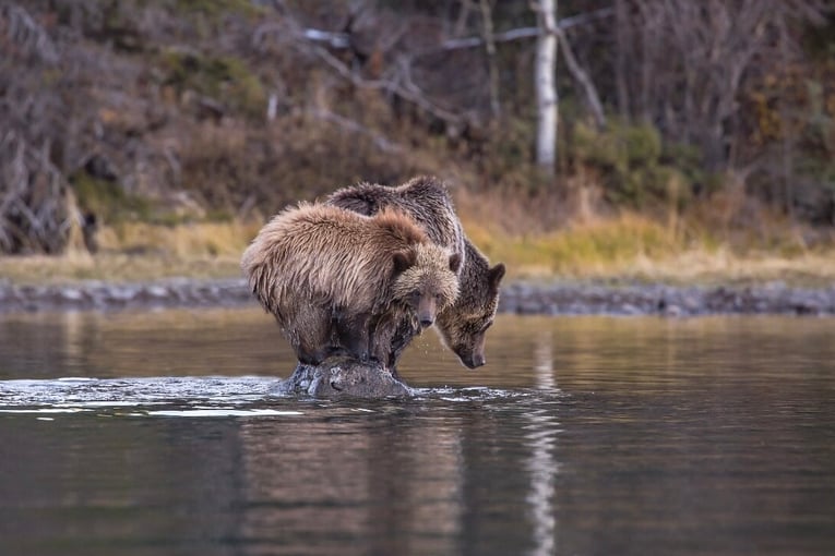 The Chilko Experience, Kanada – Britská Kolumbie smBears+on+Lake