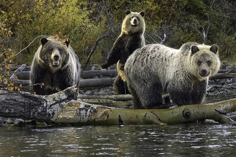 The Chilko Experience, Kanada – Britská Kolumbie three+bears