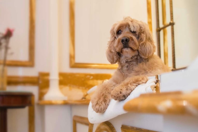 The Lanesborough, Oetker Collection, Velká Británie – Londýn | Exclusive Tours dogs-pet-friendly-hotel-the-lanesborough-2