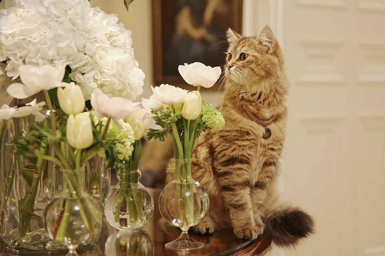 The Lanesborough, Oetker Collection, Velká Británie – Londýn | Exclusive Tours lilibet-the-cat-the-lanesborough-london
