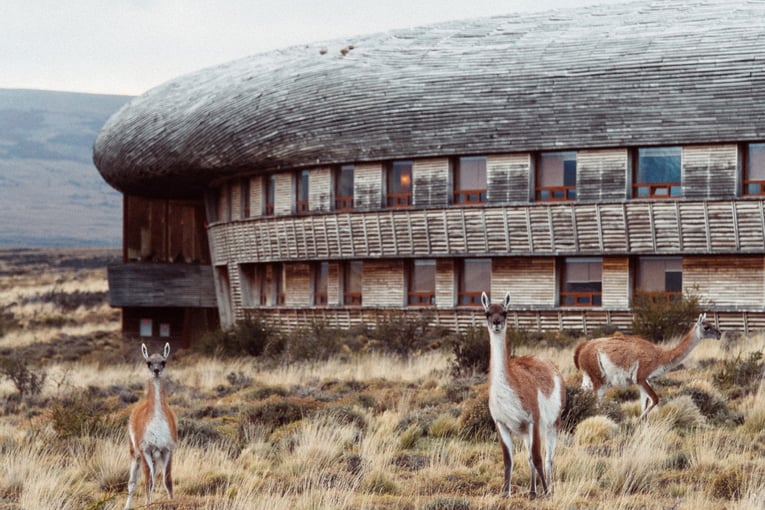 Tierra Patagonia Hotel & Spa Guanacos-Tierra-Patagonia