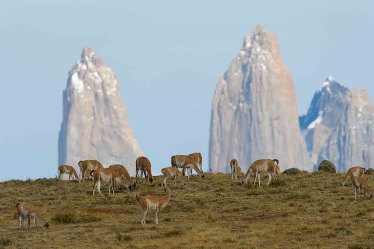 Tierra Patagonia Hotel & Spa Guanacos-patagonia