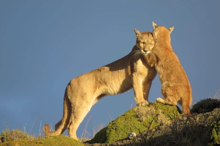 Tierra Patagonia Hotel & Spa Puma-Patagonia-Chilena-1