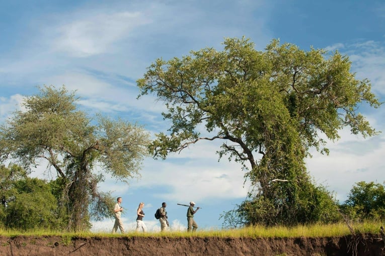 lidé v buši, stromy