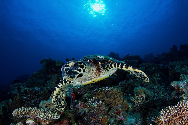 Vakkaru Maldives Resort Turtle diving