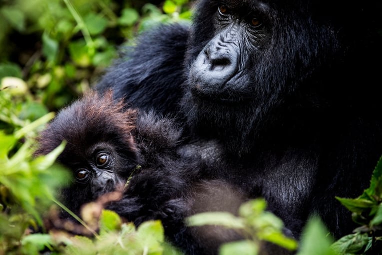 Wilderness Bisate Lodge, Rwanda – Volcanoes National Park | Exclusive Tours mountain-gorillas-volcanoes-national-park-rwanda