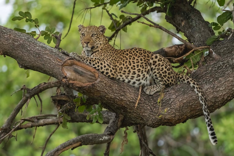 Xigera Safari Lodge, Botswana – Moremi Game Reserve | Exclusive Tours xigera-leopard-madiphala