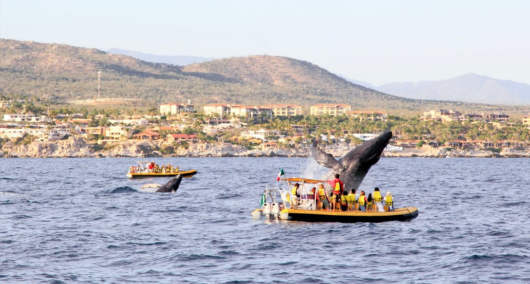 Za velrybami do Mexika shutterstock_47184745