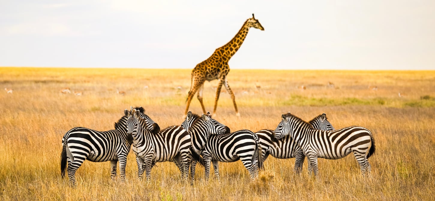 ___ 1450x674 Tanzanie shutterstock_762734845