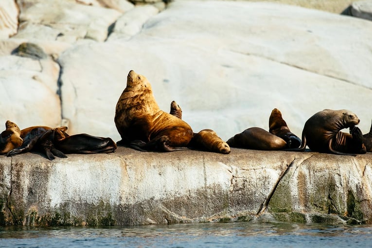 nimmo bay Sea-Lions-AF9R6846