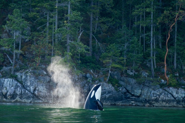 nimmo bay Whales-IMG_2805